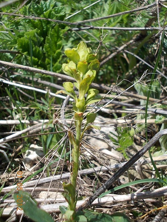 identificare - Euphorbia sp.